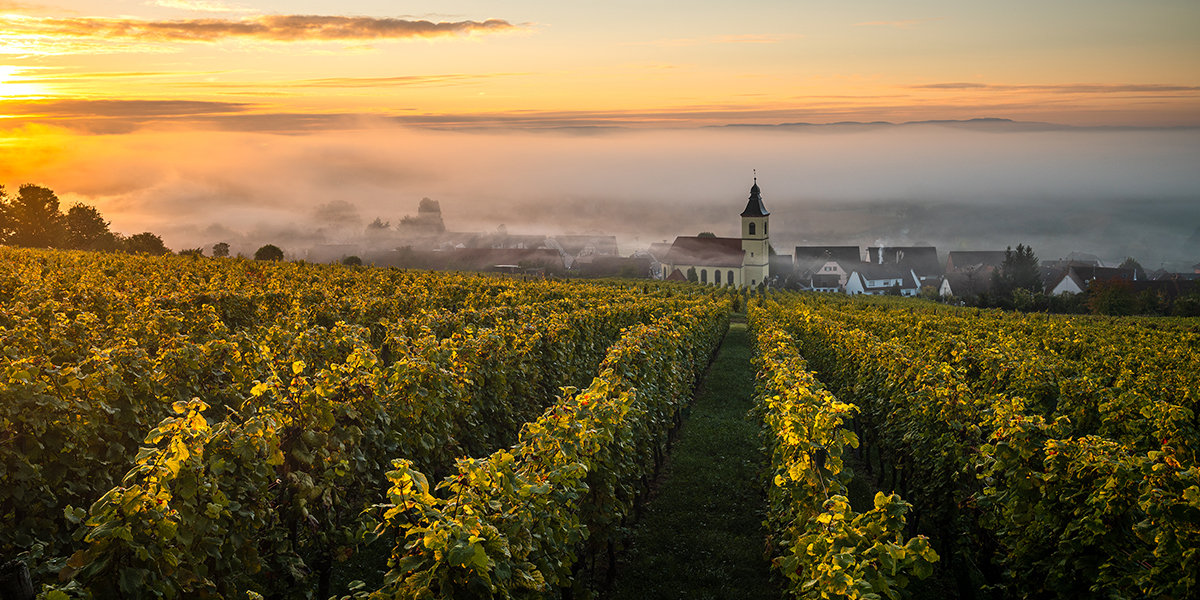 Vignobles · J3-6